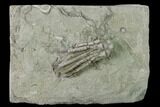 Crinoid (Scytalocrinus) Fossil - Crawfordsville, Indiana #136525-1